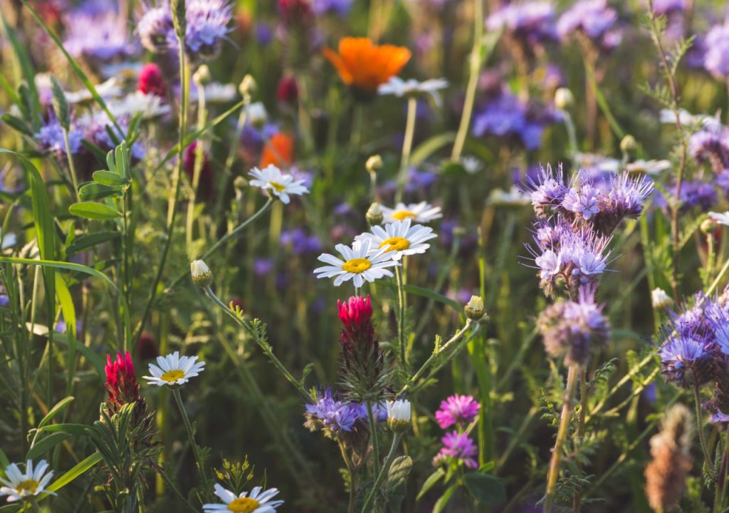 wildflowers in a field