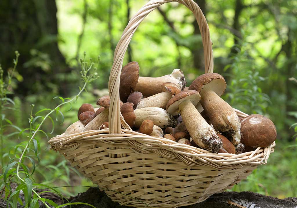 Foraged porcini mushrooms for a menu.