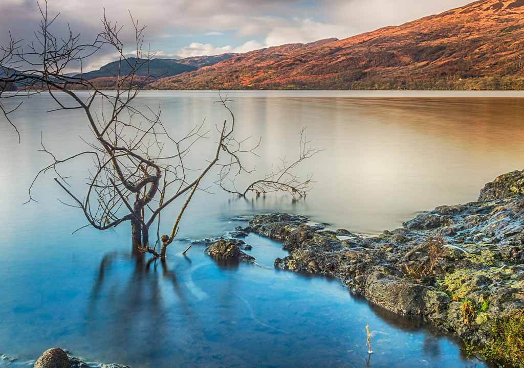 A view of Loch Venachar with an old tree in the foreground.